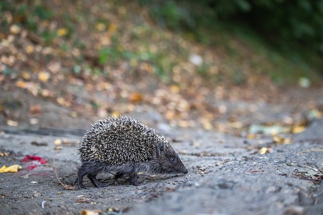 法甲前瞻：里尔成五大联赛绝杀之王，马赛近期攻强守弱